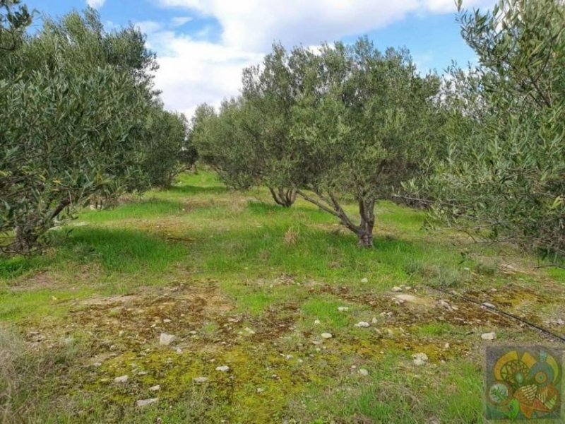 Pitsidia Süd Kreta, Pitsidia Baugrundstück 5.500 m² Grundstück kaufen